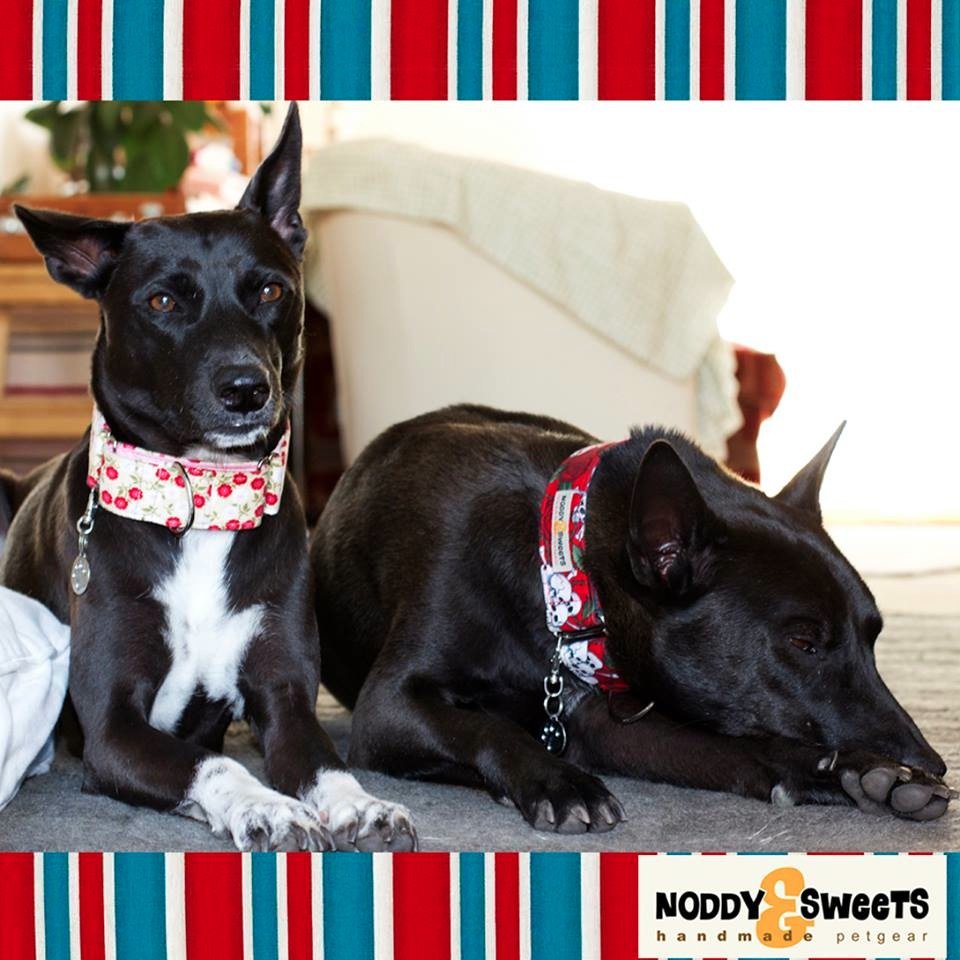 We're 2 rescue dogs from Thailand now living it up in UK. Oh! and our mum makes collar & other doggie stuff. Follow us on Instagram @NoddyAndSweets