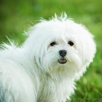 LovingYourDog's profile picture. Loving your Dog is a website about dog training, healt and care, tips, funny dog humor and animal communication.