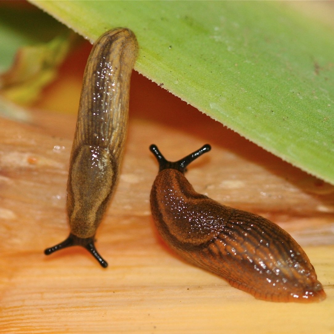 Slug Watch