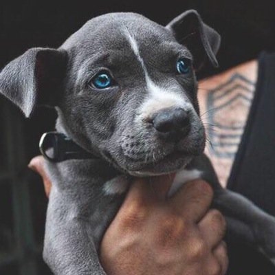 Hai! I'm Coconut but for short plz call me Coco! I can shapshift into anything, but my true form is a blue nosed pit bull :) #single #female #puppy