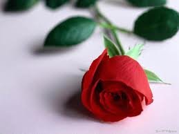 التواصل واتس اب فقط 0546200423