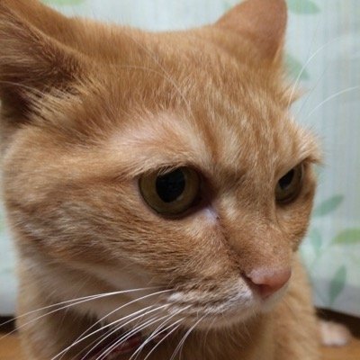 猫好き・ミステリ好き・ラノベ好き・漫画好き・実況動画厨（幕末志士、はるしげ、稲葉百万鉄ほか）敬称略　　　　　　　幕末志士チャンネル会員です。