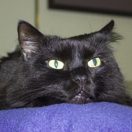 Baylee is a wonderful long haired black cat. He is     filled with Energy and is always looking to have some fun. #CATS
