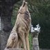 Saxon King (@saintedwolf) Twitter profile photo Saxon King (@saintedwolf) Twitter profile photo