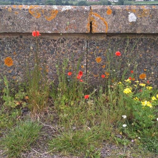 Berfedd's profile picture. 