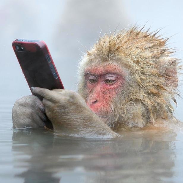 bruledingus's profile picture. 