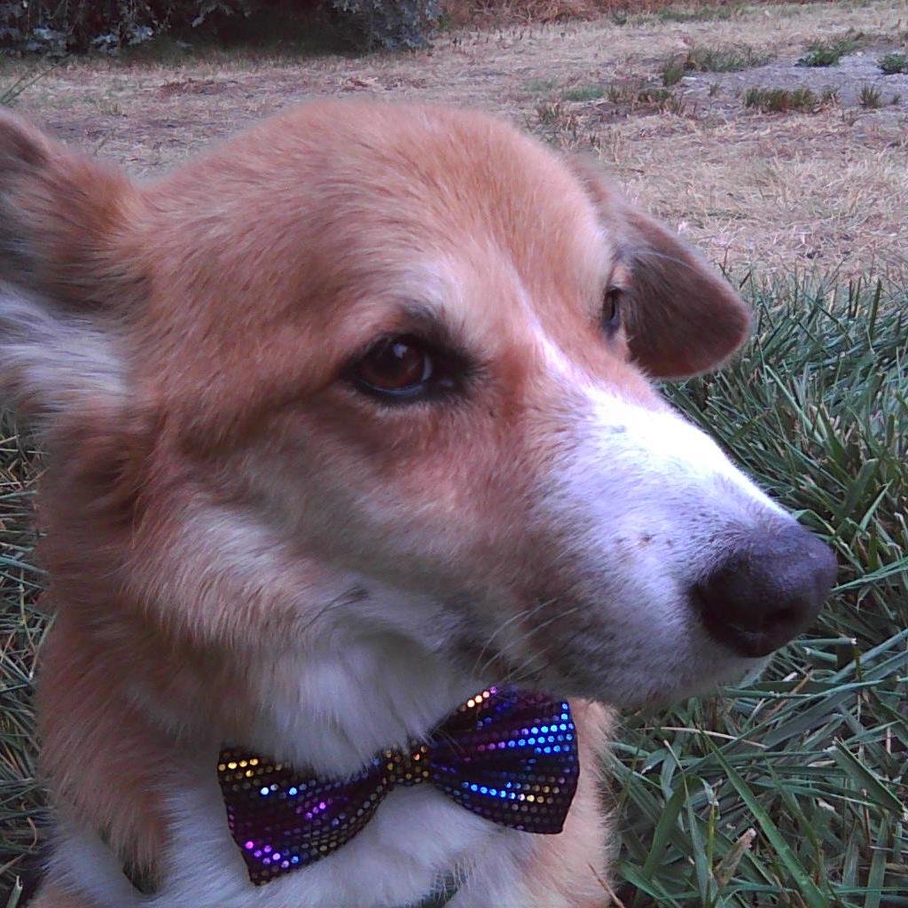 2 corgi dogs. love cats, local og foods, fine wine talk, walkies. interests incl animal welfare, disaster rescue, homemade pet noms. rip ol' furbro (1997-2014)