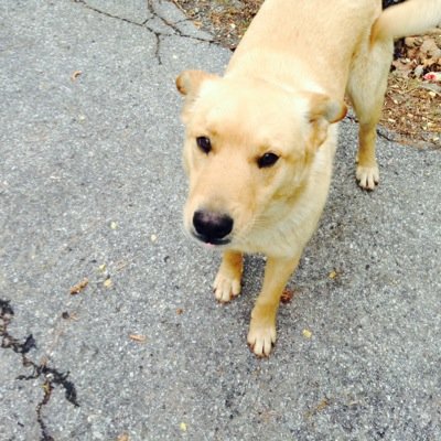 Lab mix. Follow my owner @EmilyFox2253