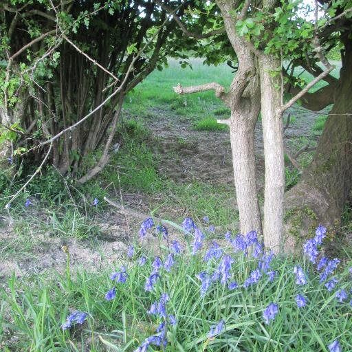 Rural Tweets Profile