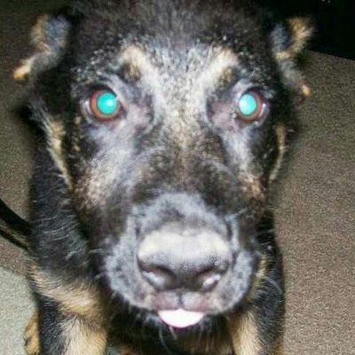 kengaddis's profile picture. retired AF auto restoration and refinishing