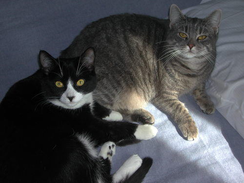 We are a bonded pair of cats writing about our life. We live with a bonded pair of humans.  Get 2 know us & we will get 2 know you. Thanks 4 reading our tweets!
