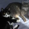 TigerAndTux's profile picture. We are a bonded pair of cats writing about our life. We live with a bonded pair of humans.  Get 2 know us & we will get 2 know you. Thanks 4 reading our tweets!
