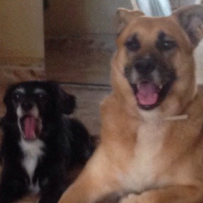 De Izquierdas ❤️Contra el Maltrato a los Animales🐕‍🦺Soy del Valencia C.F.🦇LimGoHome,Bloqueo rápido a Maleducad@s