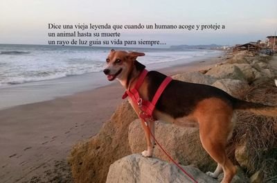 adoptaecuador's profile picture. Promovemos la adopcion de mascotas en todo el Ecuador, NO COMPRES ADOPTA, Quieres Adoptar? anunciate con nosotros. Tienes una mascota en adopcion. Bienvenidos!