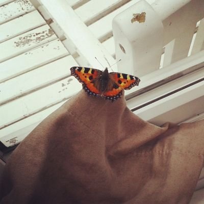 Kindness_Gift's profile picture. I want to bring kindness to the places it does not always reach. My work does not need praise or celebration, a person's happiness is accomplishment enough. :)