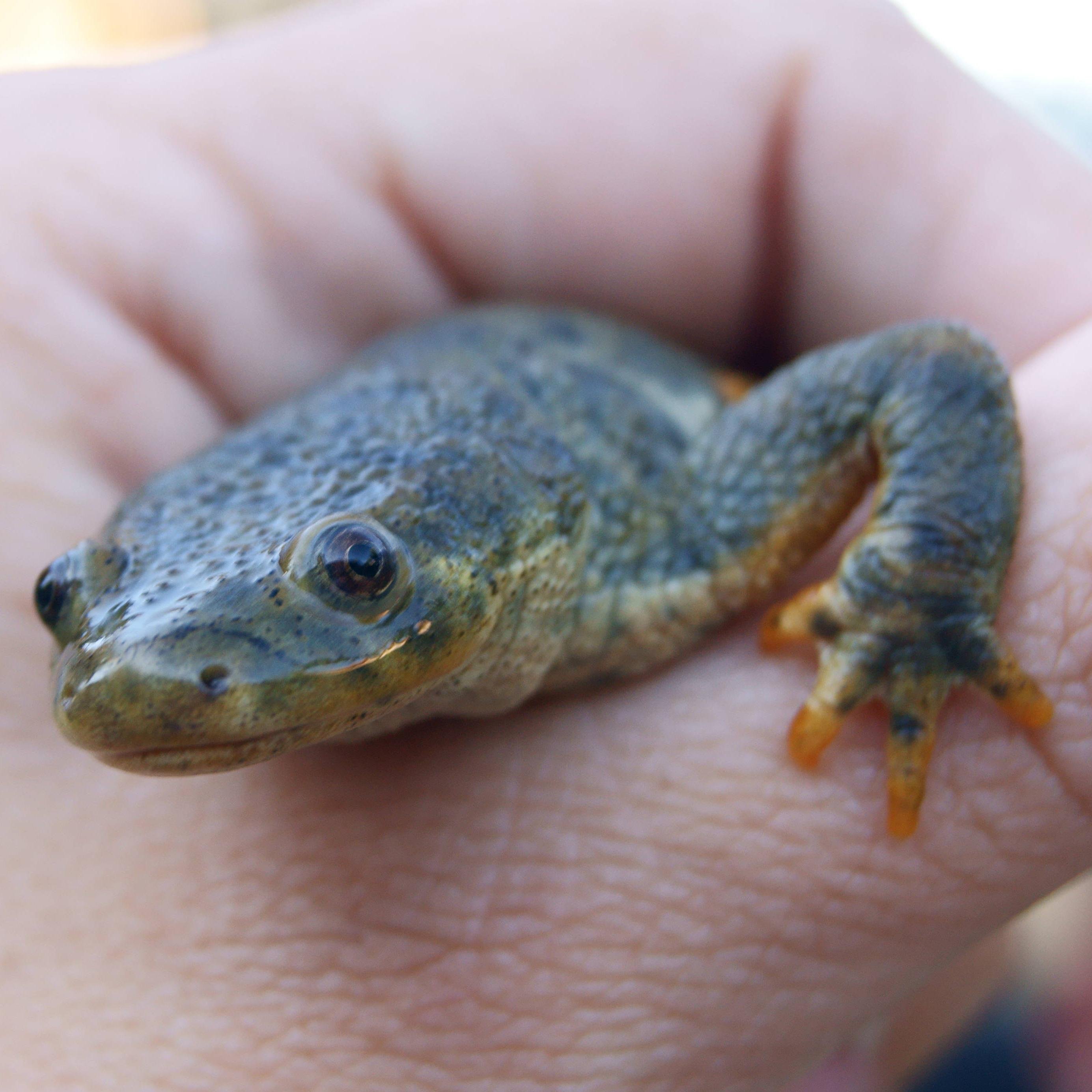 animalandiaSCS Profile Picture