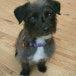 PepsiProgDog's profile picture. 