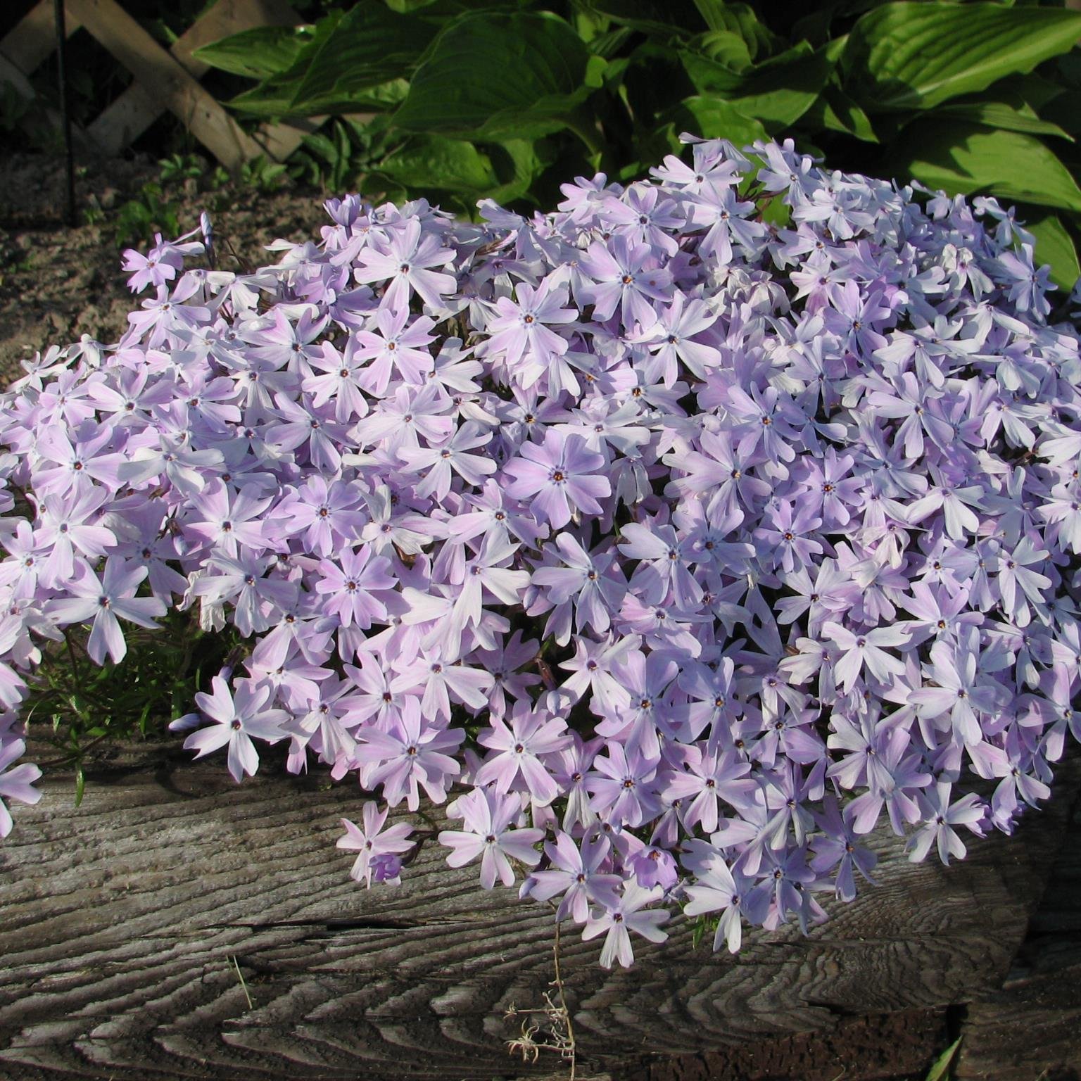 brittain71's profile picture. Love the beach, a good book, our Goldens Sadie & Dexter, my three favorite boys and all the adventures they take me on :)