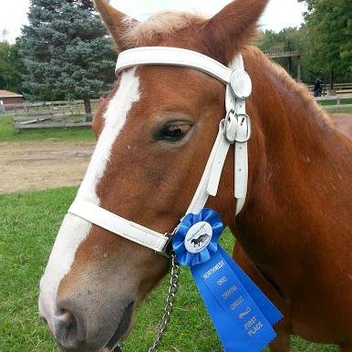 Who doesn't love a good Haflinger? http://t.co/N6R4UvOv
http://t.co/kCykZh3g