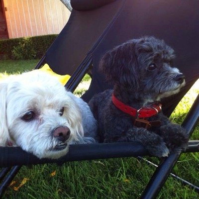 Amo los animales!!! Tengo 2 hijos de 4 patas Papy y Osito #papyosito #crespajenny1978