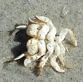 LindaHCmns251's profile picture. For my students