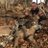 Kyle_Savoie's profile image
