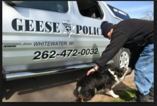 thedailygeese's profile picture. Got Beef?