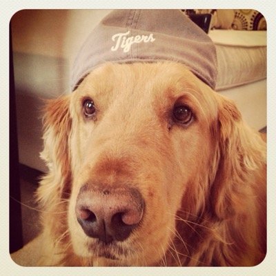 KRS_23's profile picture. im not really a Golden Retriever.