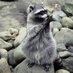 FAU RACCOON (@fauraccoon) Twitter profile photo