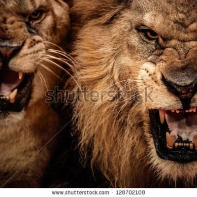 Welcome to the Lions Den ladies and gents.