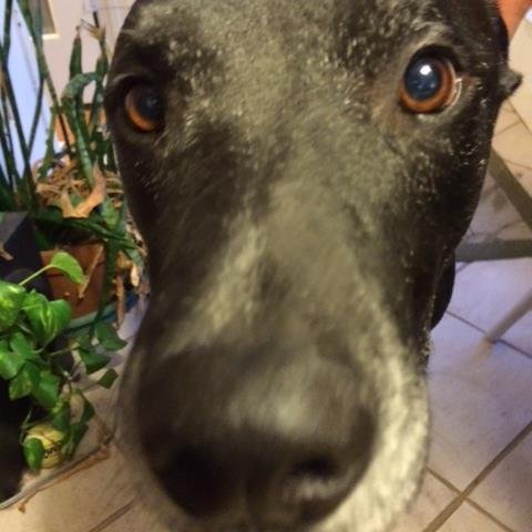 TXChaplain's profile picture. 