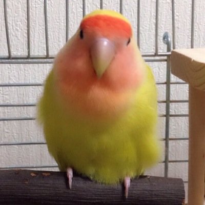ブランケット症候群。