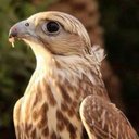 بعيد المدآ الهذلي (@02Fozi) Twitter
