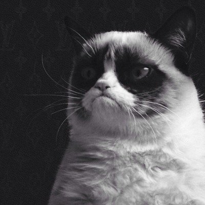 Trazji's profile picture. 