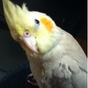 Goldie Bird - @BirdGoldie - Twitter