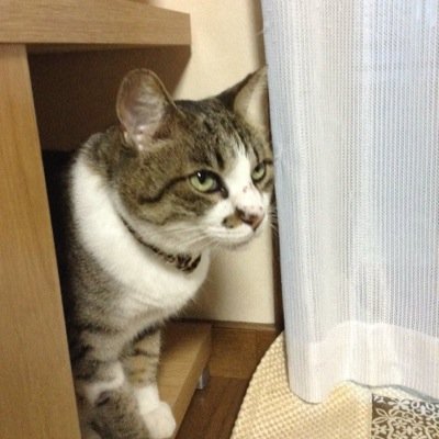 ケマさんのプロフィール画像