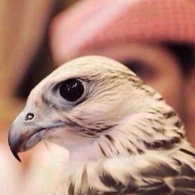 1414Harbi's profile picture. ''  هو يوصفك بسمه وطرف .. وانا اعشقك ف كل حرف  ''