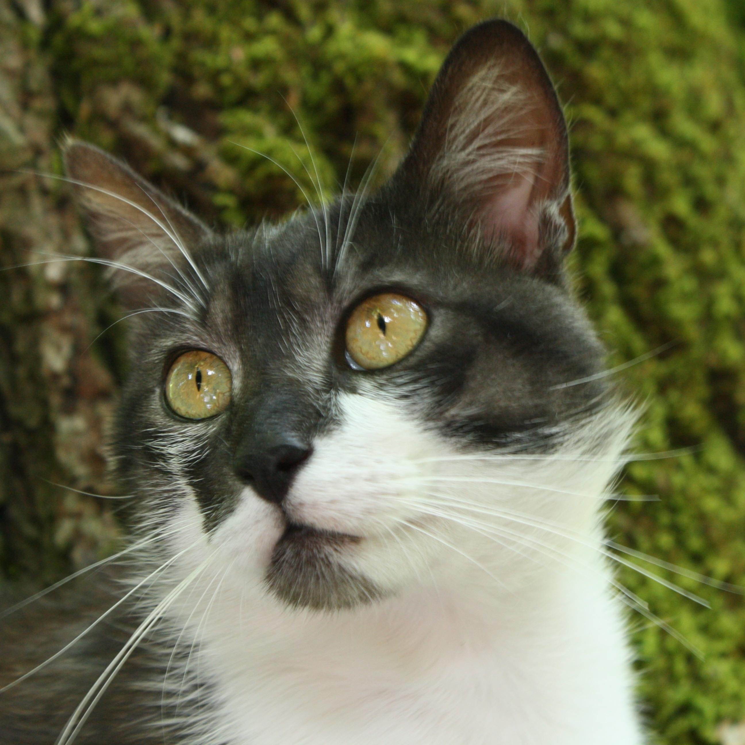 steno52's profile picture. 