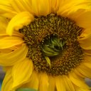 FernGroveGarden - @FernGroveGarden - Twitter