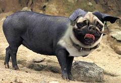 oinkpug's profile picture. Ohio, Indiana, Northern Kentucky PHP Users Group