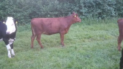 arjankok_'s profile picture. melkveehouder, getrouwd met greetje 2 zoons 6 dochters 95 melkkoeien   44 ha grasland bestuurslid KTC Zegveld