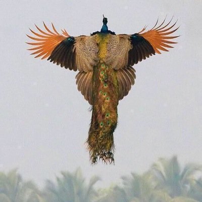 Bir hayal kahramanı.Kendi çapında romantik.Gönlü zengin ama bahtıkara.Laf olsun torba dolsun.İçine atar,keskin yazar.Köşeleri sivri. A.K.A Murtaza Bahtıkara...