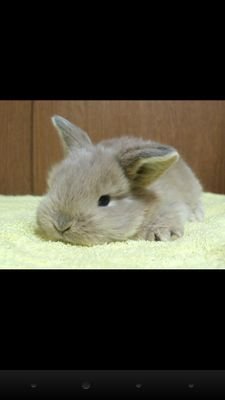 timotimo48's profile picture. ちも