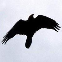 Graham Russell (@stunnedcrow) Twitter profile photo