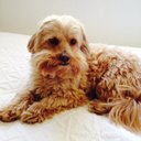 Tania garrett - @garrett_tania - Twitter