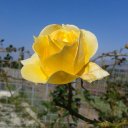 veronica short - @veronicashort3 - Twitter