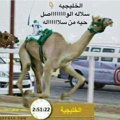 awxman331's profile picture. ‏مضمر في ميدان الحوراء باملج ويختص بنقل كل انشطة الهجن