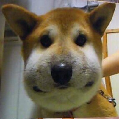 sokodaaaaaa's profile picture. おーーいえーーーーだよ！