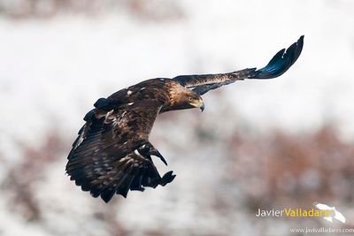 javivalladares1's profile picture. Naturalista desde niño, fotografo de naturaleza desde joven, y viajero incansable mientras pueda
Mi Blog: https://t.co/xpHADO4gvi