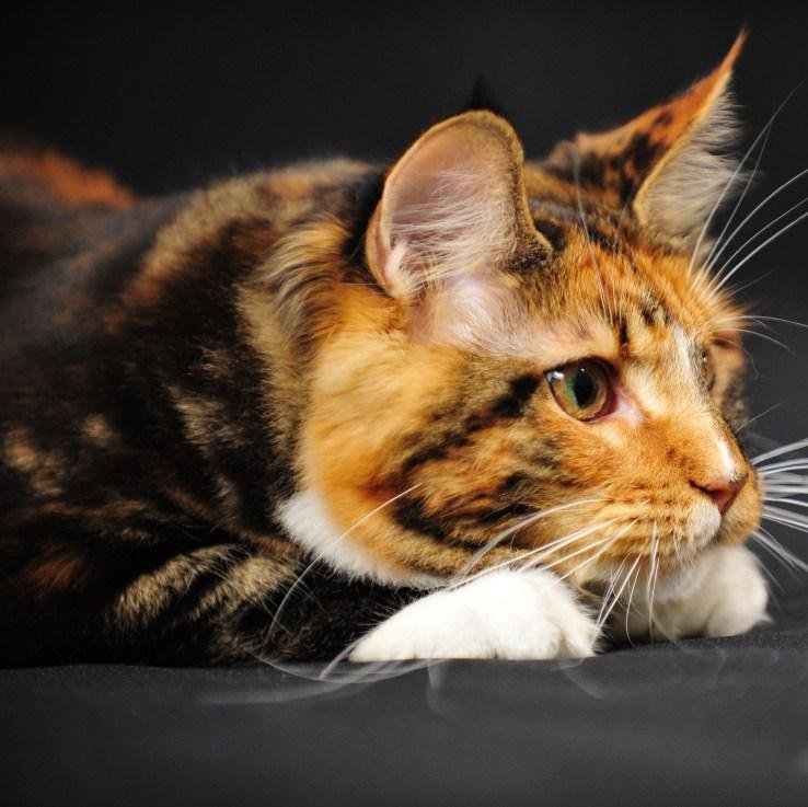 Tom, Mate:@NeverWillLove. My sweet kittens: @DeathOfYours @ForrgetMeNot @DeathsSiblings. Everything must be perfected in my life.